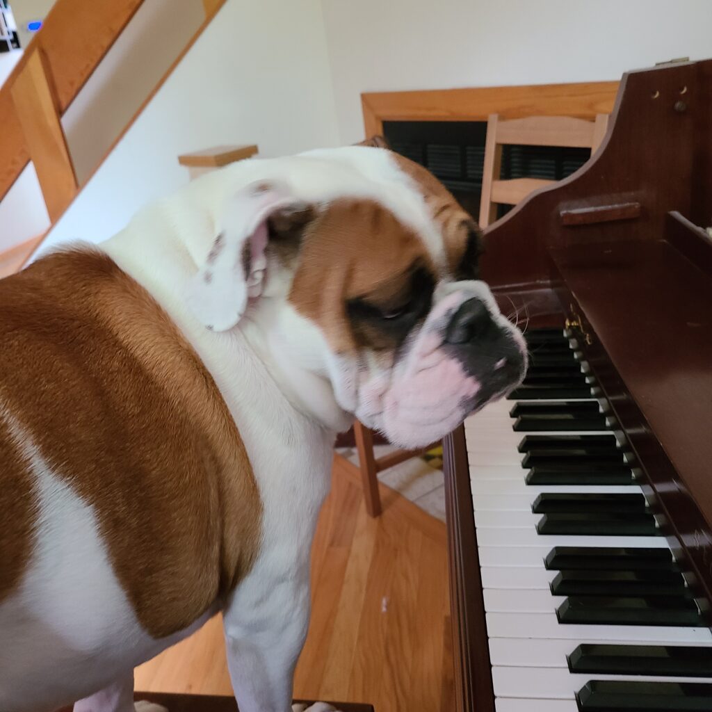 A bulldog inspecting the Joe's piano work.